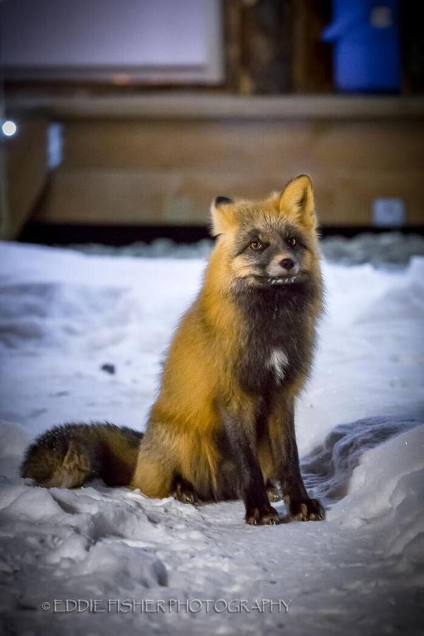 Talkeetna Villas And Tours Dış mekan fotoğraf